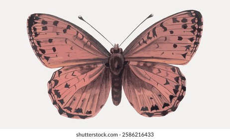 Pink butterfly insect illustration isolated on white, vector. 