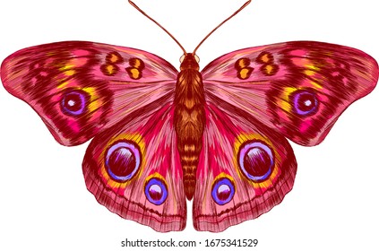 pink butterfly with a pattern beautiful vector illustration