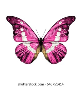 pink butterfly with white spots on the wings of the symmetric top view sketch vector graphics color picture