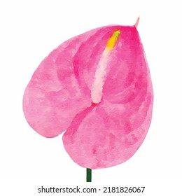 Calla rosa aislada de fondo blanco Arte vectorial de flores exóticas Zantedeschia pintura acuarela Diseño para el logotipo o la decoración de la tarjeta de saludo