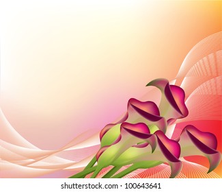 Pink Callas Lily