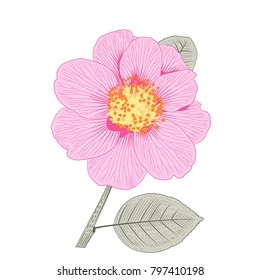 Pink camellia japonica semi double form flower with leaves hand drawn vector illustration