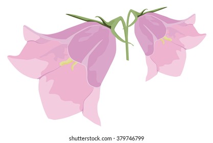 Pink campanula flower
