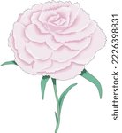 Pink Carnation Flower Vector Illustration