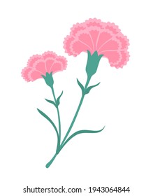 pink carnation flowers vector illustration