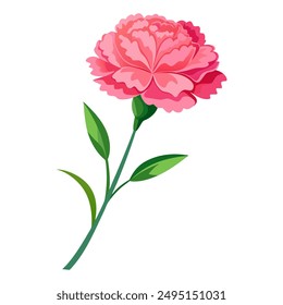 A pink carnation with frilled petals and a long green stem, set against a white background.