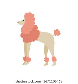 Pink cartoon poodle drawing isolated on white background - flat feminine dog with fluffy fur standing on the ground. Cute domestic animal - vector illustration.