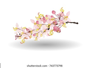 Pink Cassia vector illustrator