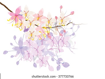 Pink cassia or wishing tree flower on white background,vector illustration