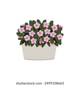 pink cataranthus in a pot vector	
