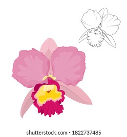Pink cattleya orchid flower isolated on white background, Vector illustration.