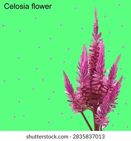 Pink celosia flower vector illustration for spring floral card design and summer pattern on light green background