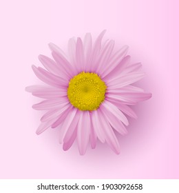 Pink Chamomile flower isolated on pink background. Head of a beautiful flower close up. Design element for holidays, decoration, greeting cards, banners, covers. Realistic 3D vector illustration