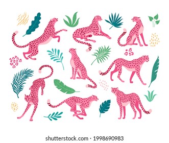 Pink cheetahs collection. Vector illustration of cartoon cheetahs in various actions: lies, sitting, standing, walking, and running. Surrounded by tropical leaves. Isolated on white