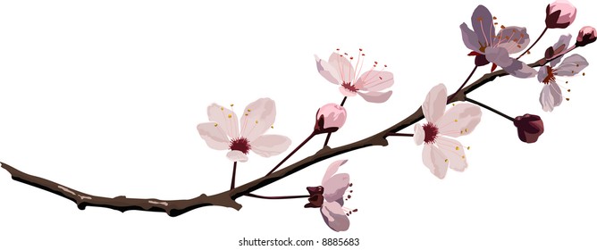 Pink cherry blossom