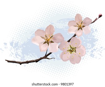 Pink cherry blossom