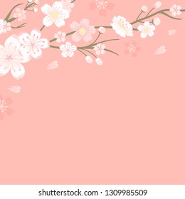 Vetor de fundo branco da flor de cereja rosa