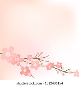 Vectoto de fondo en blanco con flor de cerezo rosa