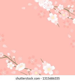 Pink cherry blossom blank background vectot