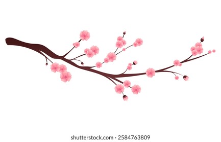 Pink cherry blossom branch isolated on white. Sakura in bloom. Hanami celebration element.
