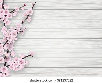 Pink cherry blossom branch on white old wood background. Springtime realistic vector illustration.