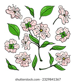 Pink cherry blossom. Color flowers set. Hand-drawn flat image. Vector illustration.