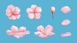 Pink Cherry Blossom Element Set Isolated On Light Blue Background. Including Flower Blossoms, Petals, And Bud.