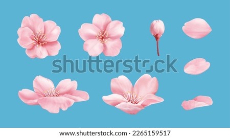 Pink cherry blossom element set isolated on light blue background. Including flower blossoms, petals, and bud.