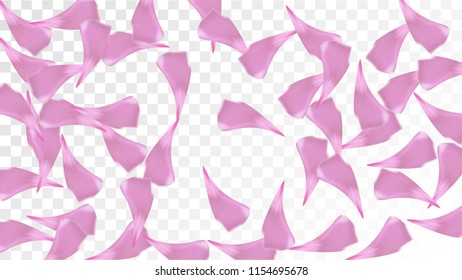 Pink Cherry Blossom Falling Down. Isolated Vector illustration of Cherry Blossom. Flying Pink Sakura Petals Background. Design of Greeting or Invitation Card. 
