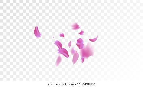 Pink Cherry Blossom Falling Down. Isolated Vector illustration of Cherry Blossom. Flying Pink Sakura Petals Background. Design of Greeting or Invitation Card. 
