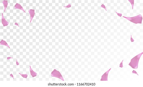 Pink Cherry Blossom Falling Down. Isolated Vector illustration of Cherry Blossom. Flying Pink Sakura Petals Background. Design of Greeting or Invitation Card. 
