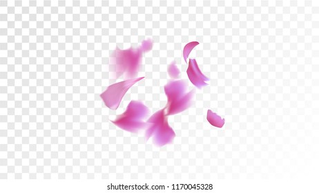 Pink Cherry Blossom Falling Down. Isolated Vector illustration of Cherry Blossom. Flying Pink Sakura Petals Background. Design of Greeting or Invitation Card. 
