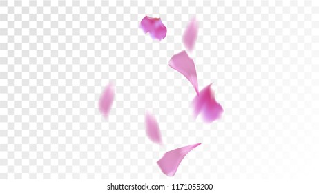 Pink Cherry Blossom Falling Down. Isolated Vector illustration of Cherry Blossom. Flying Pink Sakura Petals Background. Design of Greeting or Invitation Card. 
