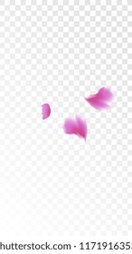 Pink Cherry Blossom Falling Down. Isolated Vector illustration of Cherry Blossom. Flying Pink Sakura Petals Background. Design of Greeting or Invitation Card. 
