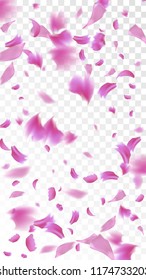 Pink Cherry Blossom Falling Down. Isolated Vector illustration of Cherry Blossom. Flying Pink Sakura Petals Background. Design of Greeting or Invitation Card. 
