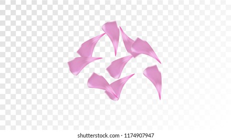 Pink Cherry Blossom Falling Down. Isolated Vector illustration of Cherry Blossom. Flying Pink Sakura Petals Background. Design of Greeting or Invitation Card. 
