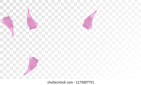 Pink Cherry Blossom Falling Down. Isolated Vector illustration of Cherry Blossom. Flying Pink Sakura Petals Background. Design of Greeting or Invitation Card. 
