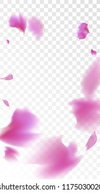 Pink Cherry Blossom Falling Down. Isolated Vector illustration of Cherry Blossom. Flying Pink Sakura Petals Background. Design of Greeting or Invitation Card. 
