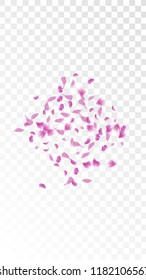 Pink Cherry Blossom Falling Down. Isolated Vector illustration of Cherry Blossom. Flying Pink Sakura Petals Background. Design of Greeting or Invitation Card. 
