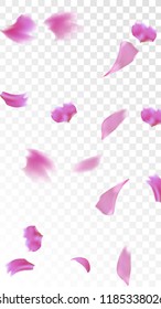 Pink Cherry Blossom Falling Down. Isolated Vector illustration of Cherry Blossom. Flying Pink Sakura Petals Background. Design of Greeting or Invitation Card. 
