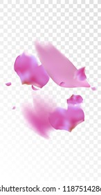 Pink Cherry Blossom Falling Down. Isolated Vector illustration of Cherry Blossom. Flying Pink Sakura Petals Background. Design of Greeting or Invitation Card. 
