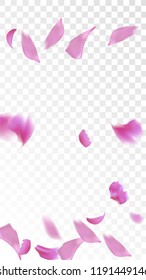 Pink Cherry Blossom Falling Down. Isolated Vector illustration of Cherry Blossom. Flying Pink Sakura Petals Background. Design of Greeting or Invitation Card. 

