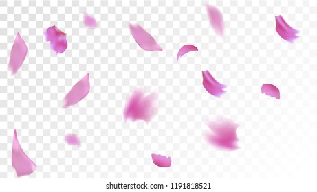 Pink Cherry Blossom Falling Down. Isolated Vector illustration of Cherry Blossom. Flying Pink Sakura Petals Background. Design of Greeting or Invitation Card. 
