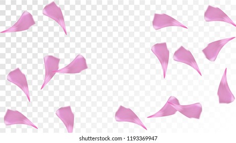 Pink Cherry Blossom Falling Down. Isolated Vector illustration of Cherry Blossom. Flying Pink Sakura Petals Background. Design of Greeting or Invitation Card. 
