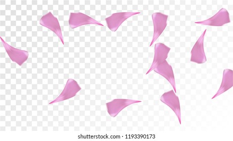 Pink Cherry Blossom Falling Down. Isolated Vector illustration of Cherry Blossom. Flying Pink Sakura Petals Background. Design of Greeting or Invitation Card. 
