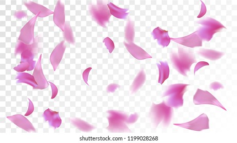 Pink Cherry Blossom Falling Down. Isolated Vector illustration of Cherry Blossom. Flying Pink Sakura Petals Background. Design of Greeting or Invitation Card. 
