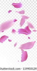 Pink Cherry Blossom Falling Down. Isolated Vector illustration of Cherry Blossom. Flying Pink Sakura Petals Background. Design of Greeting or Invitation Card. 
