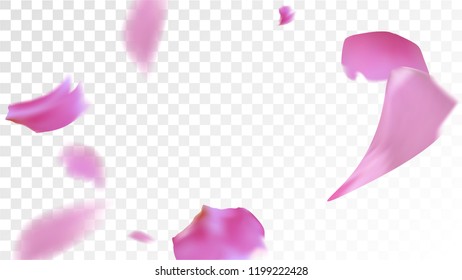 Pink Cherry Blossom Falling Down. Isolated Vector illustration of Cherry Blossom. Flying Pink Sakura Petals Background. Design of Greeting or Invitation Card. 
