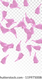 Pink Cherry Blossom Falling Down. Isolated Vector illustration of Cherry Blossom. Flying Pink Sakura Petals Background. Design of Greeting or Invitation Card. 

