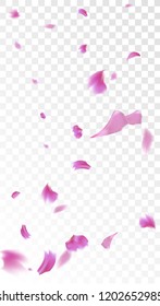Pink Cherry Blossom Falling Down. Isolated Vector illustration of Cherry Blossom. Flying Pink Sakura Petals Background. Design of Greeting or Invitation Card. 
